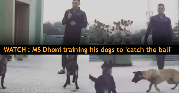WATCH : MS Dhoni training his dogs to ‘catch the ball’