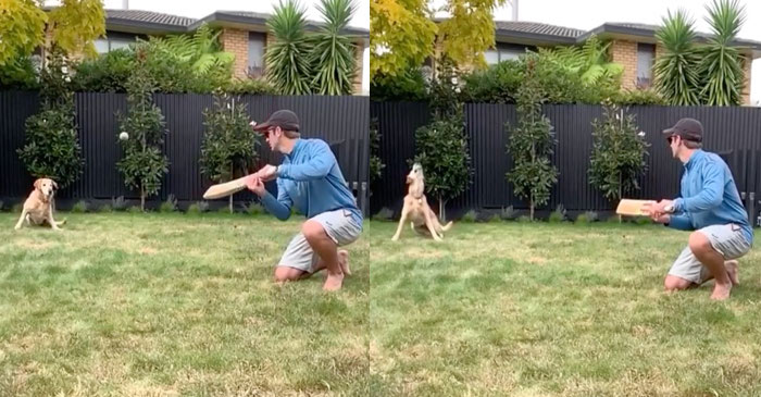 WATCH: Kane Williamson’s dog pulls off classy slip catch during self-isolation