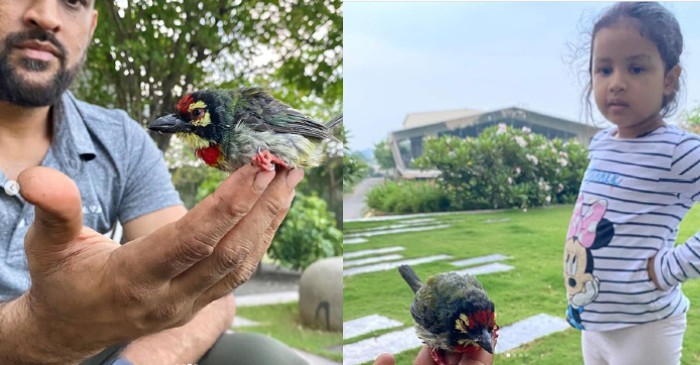 How MS Dhoni and his daughter Ziva rescued a little bird will melt your heart