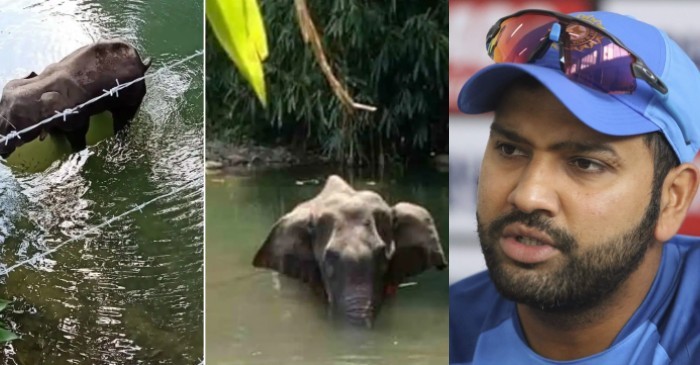 Rohit Sharma, Virat Kohli and others mourn the agonizing death of pregnant elephant in Kerala