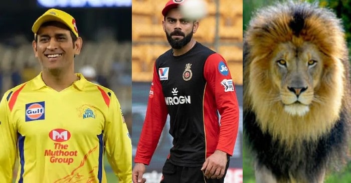 CSK react hilariously after RCB compare Virat Kohli with a lion