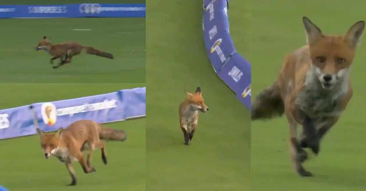 The Hundred 2025 [WATCH]: Fox invades Lord’s and halts play during London Spirit vs Oval Invincibles clash